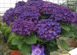 deep purple dance.unnamed4